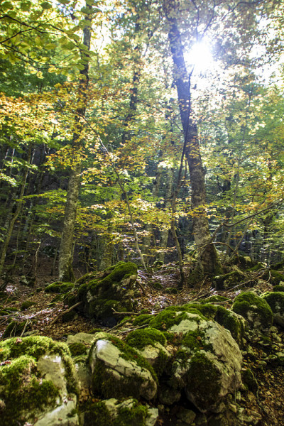 山毛榉森林