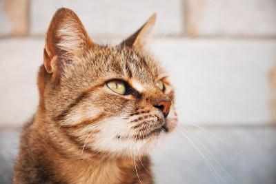 可爱的猫