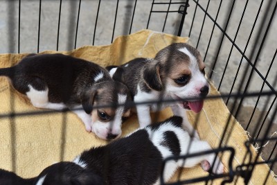 可爱的小猎犬在狗笼子里