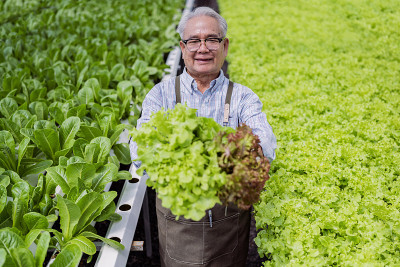 亚洲老年高级男性温室水培农场经营者手握新鲜蔬菜收获绿色产品与快乐和幸福，种植有机蔬菜和健康食品的理念