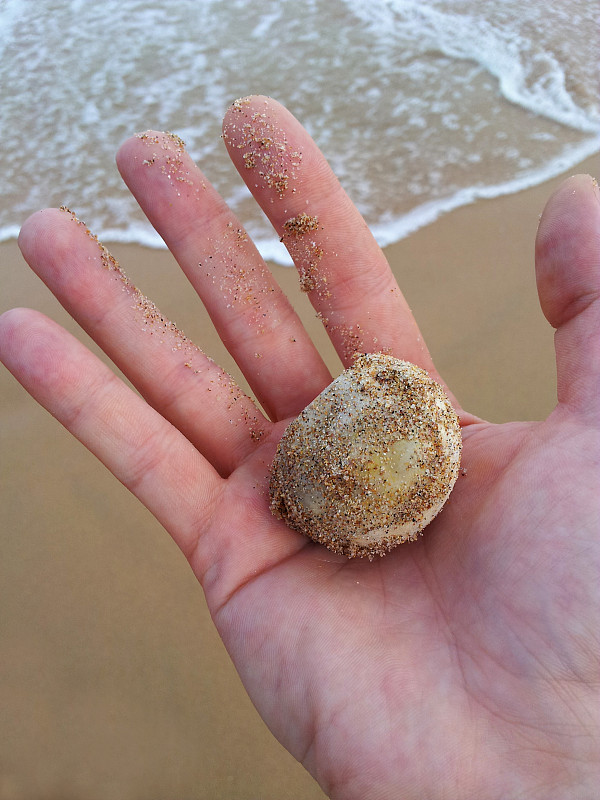 红海龟(Caretta carretta)的蛋