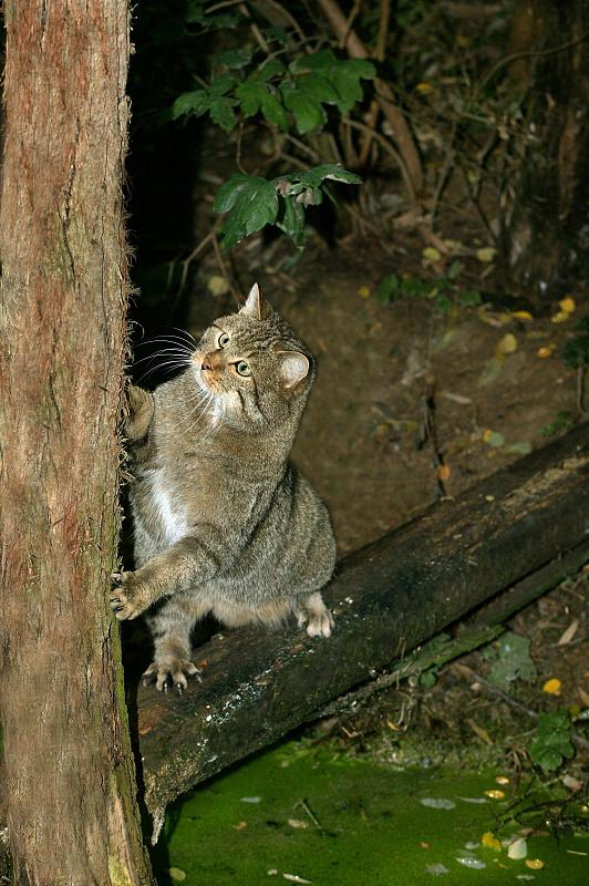 欧洲野猫，欧洲野猫，成体攀爬树干