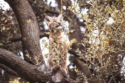 山猫在树上