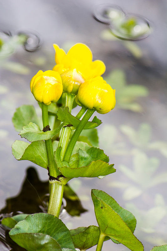 马什万寿菊鲜花