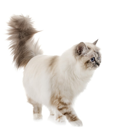 birman小猫
