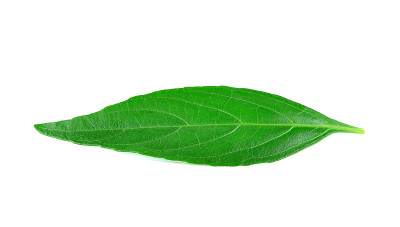 穿心莲属植物白底，泰国中草药