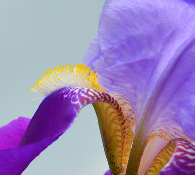 虹膜花