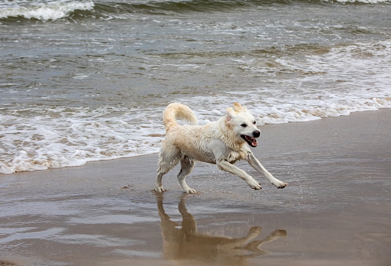 金毛猎犬在沙滩上玩水