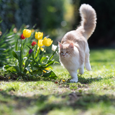 猫跑