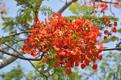 橙花孔雀
