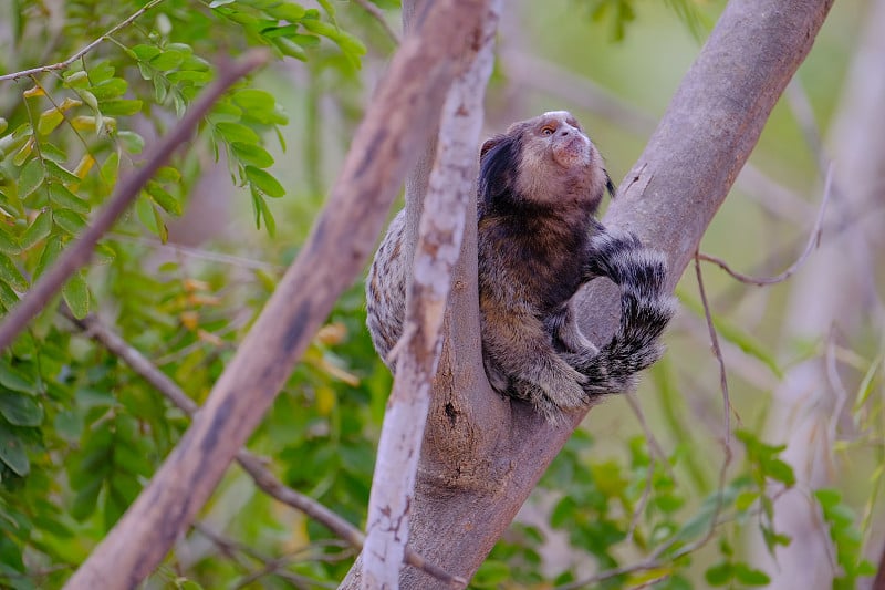 黑色簇毛狨猴，Callithrix Penicillata，坐在树上的树枝在Poco Encanta