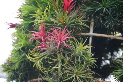 tillandsia