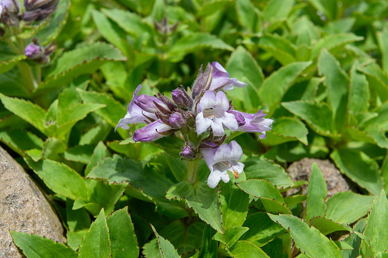 长开山高山植物(学名:penellianthus frutescens)