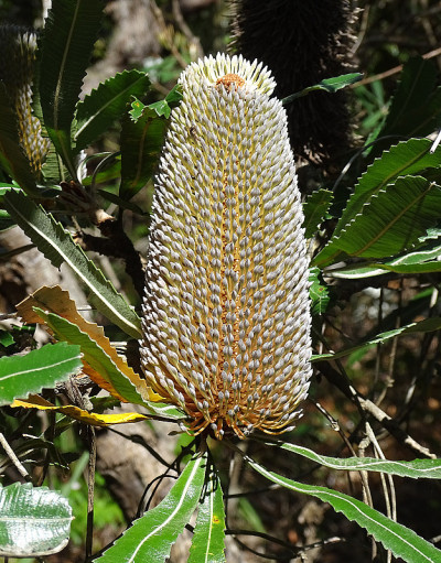 拔克西木属(Proteaceae家人)