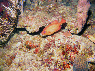 月亮大眼(Priacanthus hamrur)