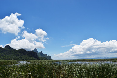 石灰岩山上的湿地上长满了绿色植物