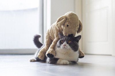 带着毛绒玩具小狗的英国短毛猫