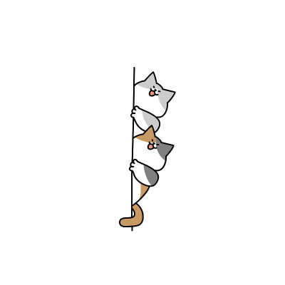 两只猫透过墙往外看