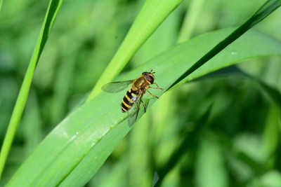 食蚜蝇