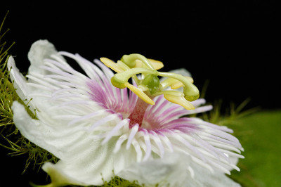 百香果花