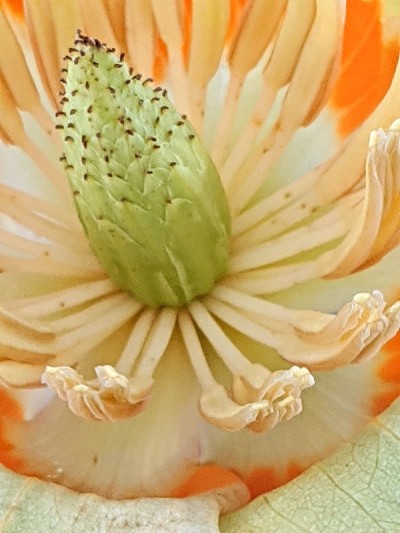 郁金香树的花