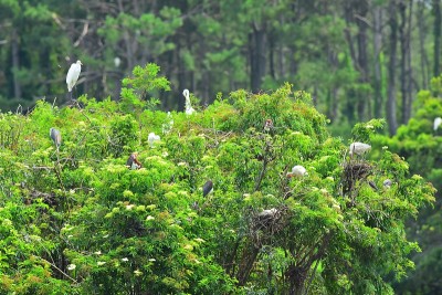 白鹭、苍鹭和朱鹮幼鸟在巢中梳理羽毛