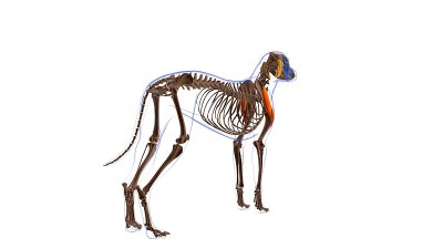三角肌狗的肌肉解剖医学概念3D