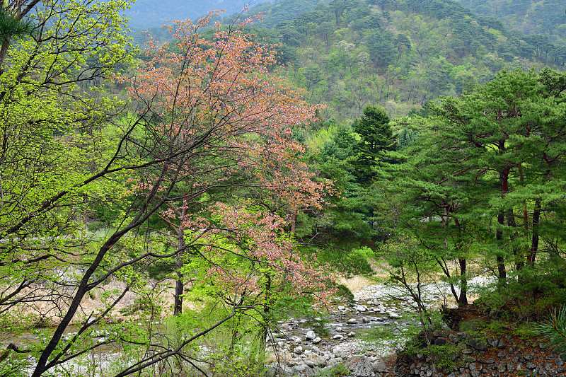 朝鲜。乡村的风景