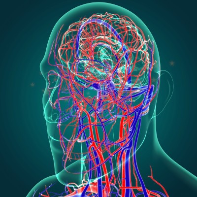 Human Arteries And Veins For Medical Concept 3D