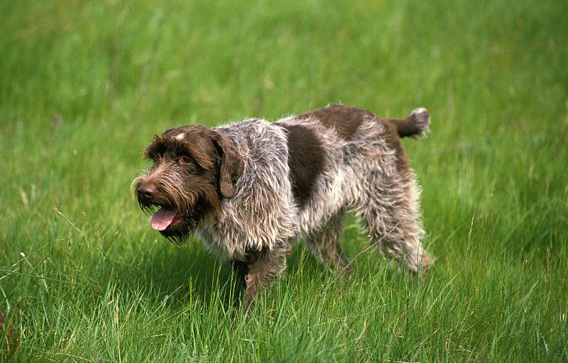 科塔尔犬或铁毛狮鹫犬