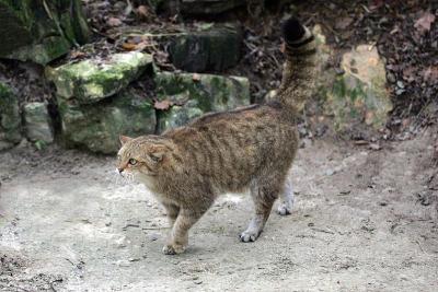 欧洲野猫，欧洲野猫，成体