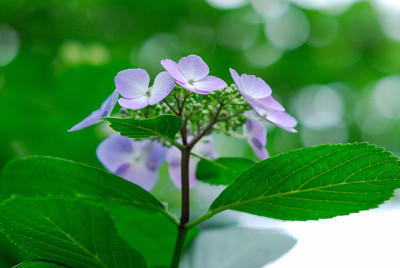 绣球花