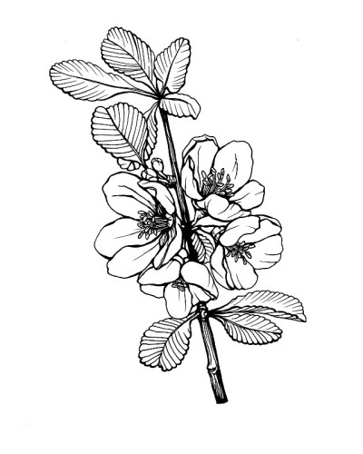 Сloseup的花木瓜(被称为开花的毛利木瓜或日本木瓜)与绿色的叶子。黑白轮廓插图手绘作品孤立在白色