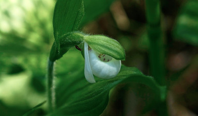 发现Ladyslipper