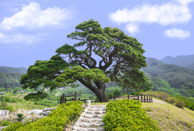 松树