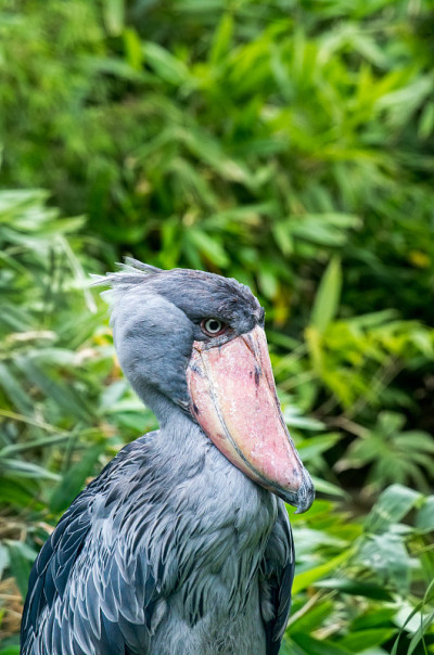 Shoebill