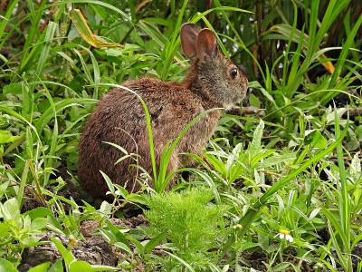 湿地中的沼泽兔(Sylvilagus palustris)