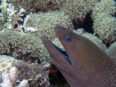 巨型海鳗(Gymnothorax javanicus)