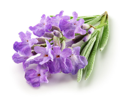 薰衣草花孤立。一束孤立在白色背景上的薰衣草花。全景深。“n