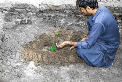 一位亚洲男子正在把一棵树种在地里