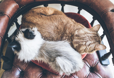 上图是两只家猫并排坐在红色扶手椅上