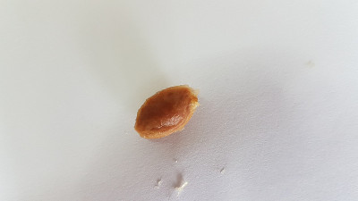 核仁西洋枣果实孤立于白色