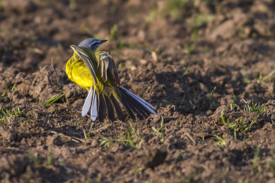 西部黄wagtail(莫塔西拉黄)