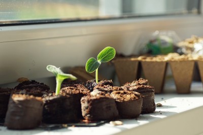 在窗板上种蔬菜幼苗