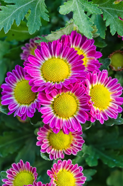 生机勃勃的菊花盛开