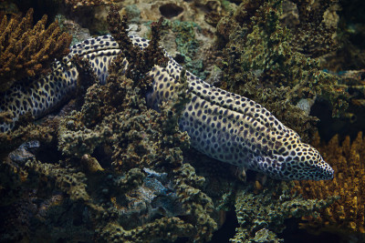 棘moray (Gymnothorax favagineus)