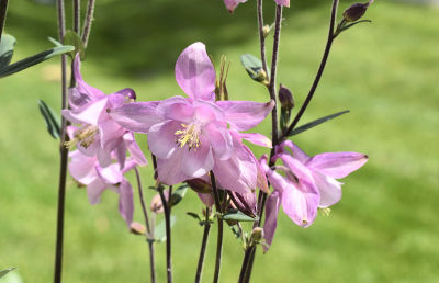 粉色耧斗菜