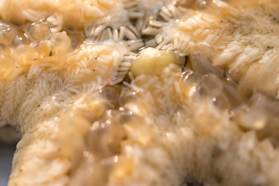 Starfish or sea stars are star-shaped echinoderms 