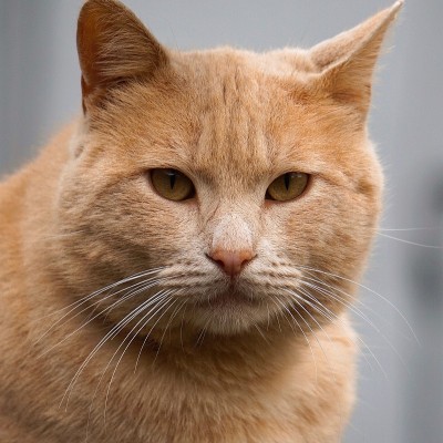 漂亮的棕色小猫肖像