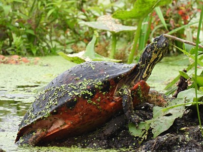 佛罗里达红腹Cooter (pseudodemys rubriventris)在湿地的一个被浮水环绕